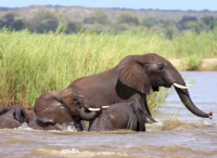 Safari Krüger Nat. Park & Mauritius